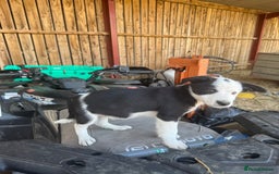 Border Collie dogs for sale: 3 males left .. female now sold! - Image 32
