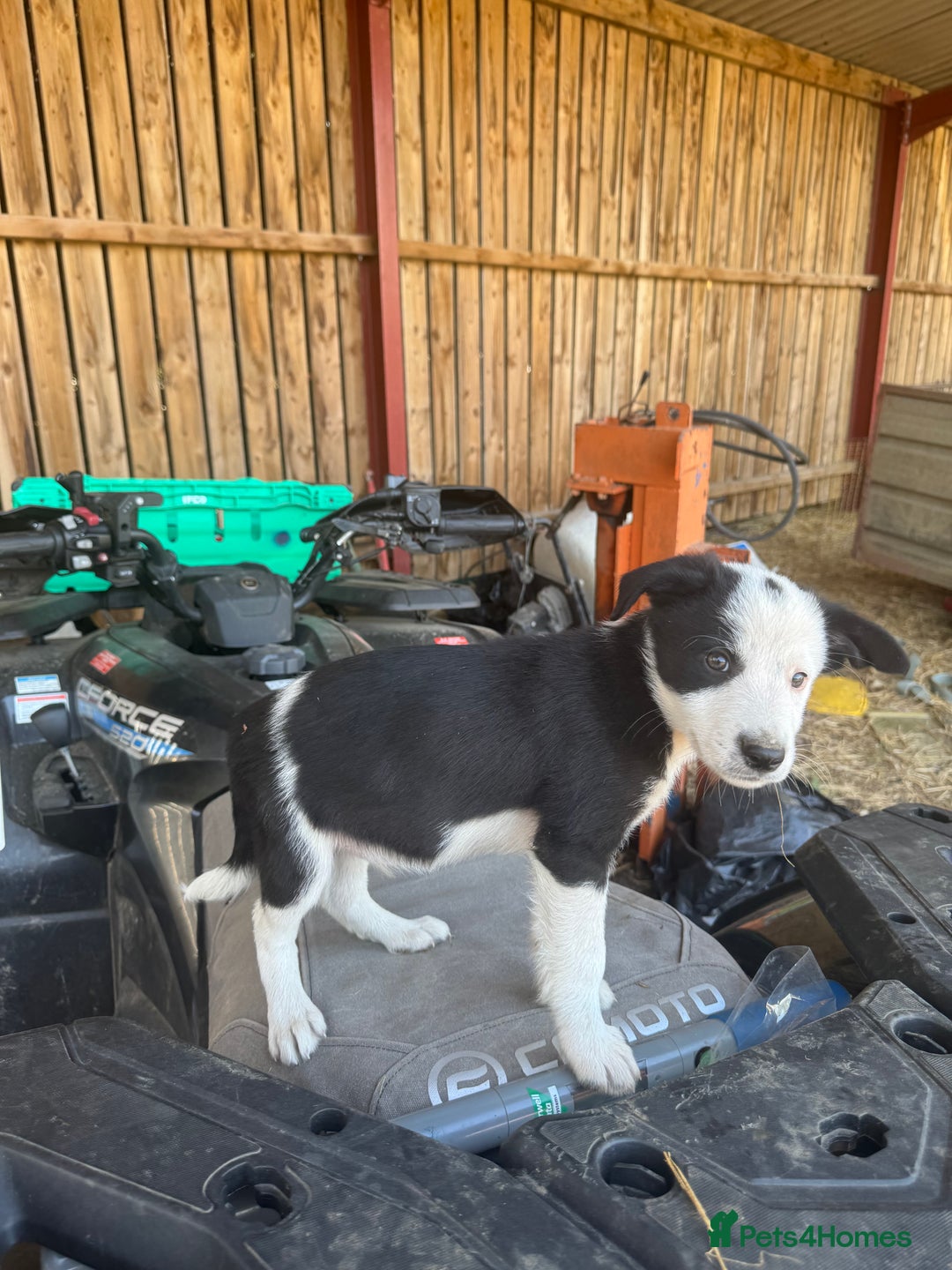 Border Collie dogs for sale: 3 males left .. female now sold! - Image 32