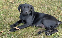 Labrador Retriever dogs for sale: 🐾Double Vaccinated🐾Black FTCH Forward Pups - Image 6