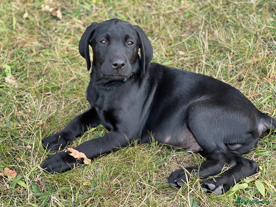 Labrador Retriever dogs for sale: 🐾Double Vaccinated🐾Black FTCH Forward Pups - Image 6