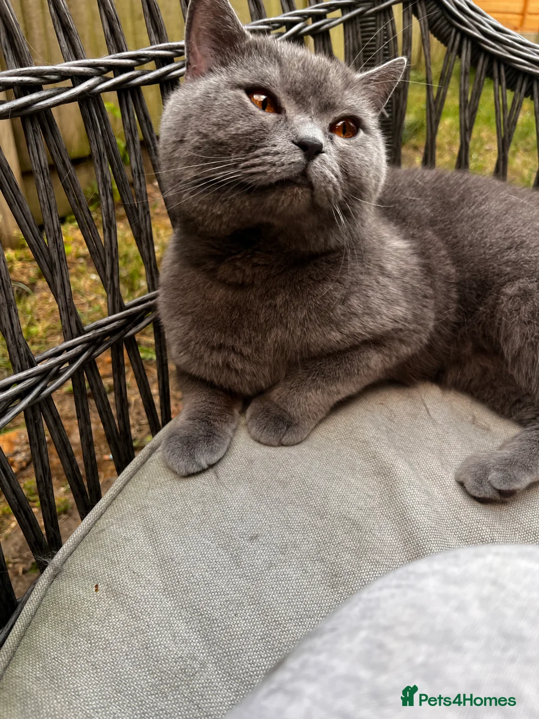 British Shorthair cats for stud: Stunning 5th Generation pedigree BSH in London - Advert 7