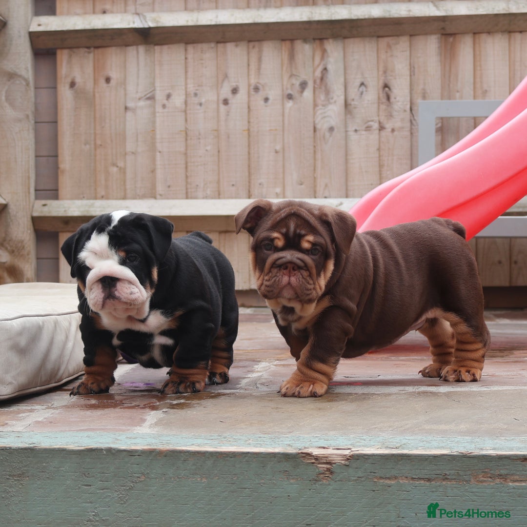 English Bulldog dogs for sale: 2 Gorgeous English Bulldog Pups 🩷 - Image 21