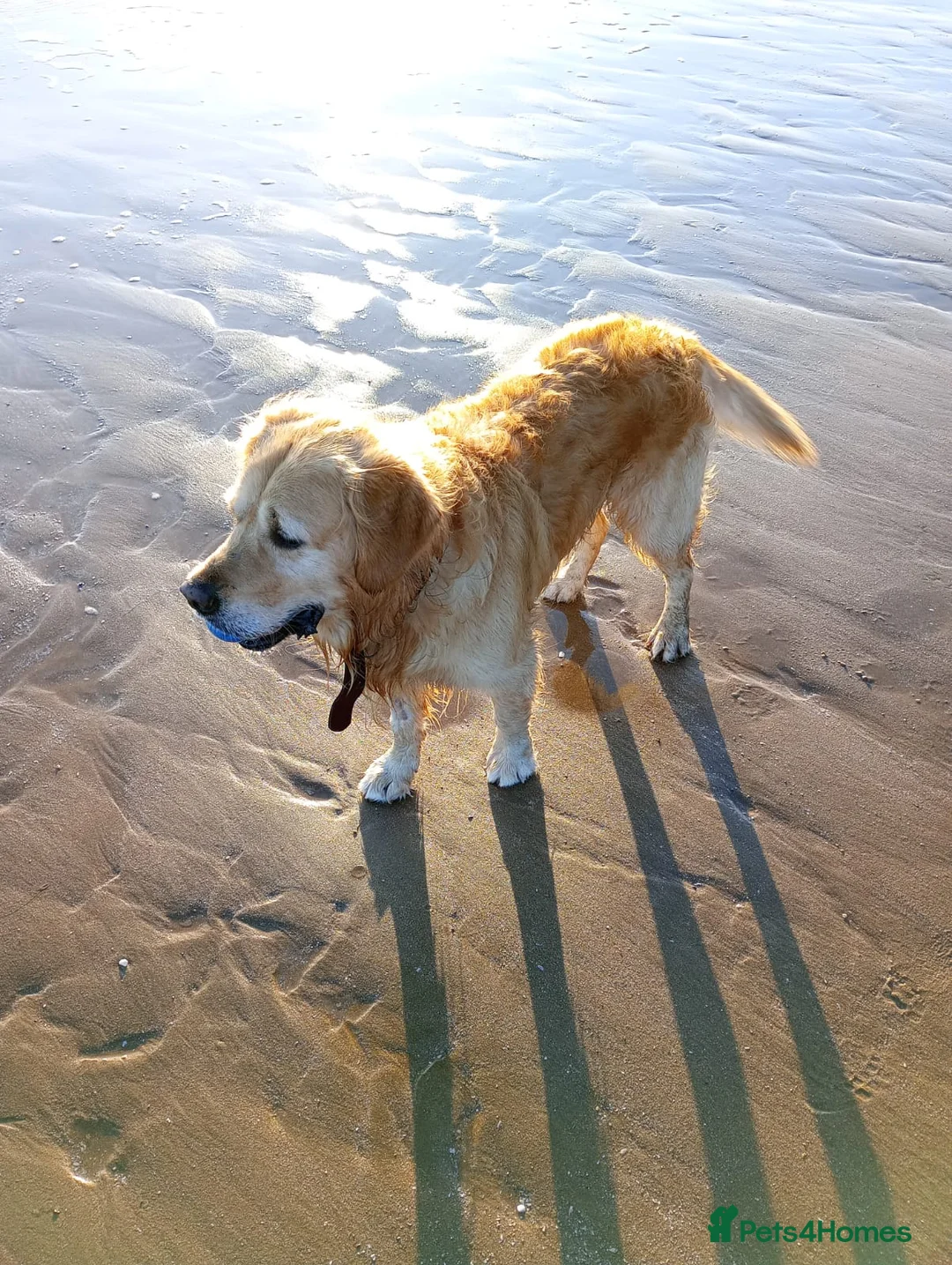 Golden Retriever dogs for stud: Sam. Available for Stud in Swansea - Advert 16