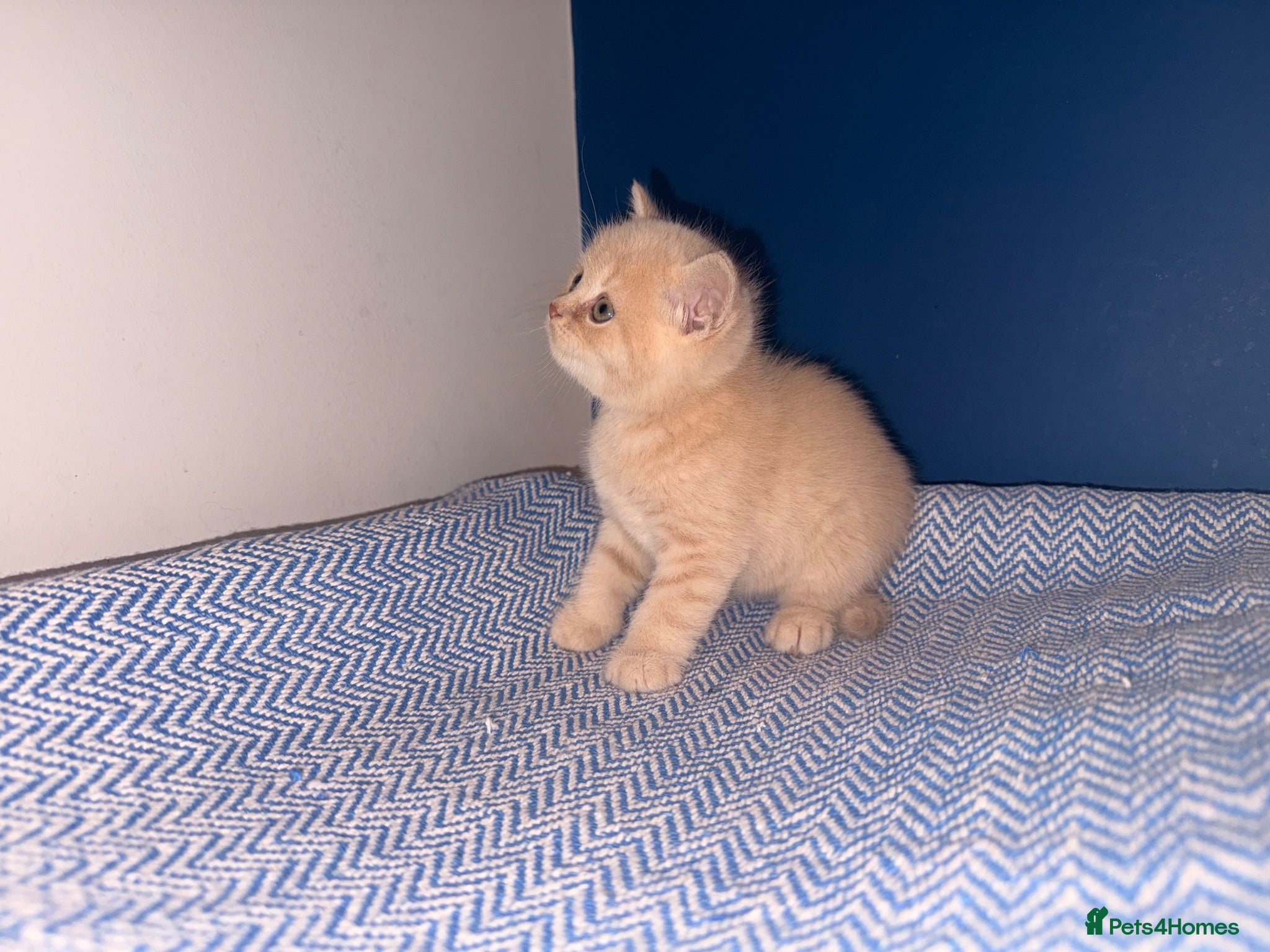 British Shorthair cats GCCF REGISTERED BRITISH SHORTHAIRS  - Advert 2