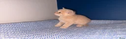 British Shorthair cats for sale: GCCF REGISTERED BRITISH SHORTHAIRS  - Advert 13