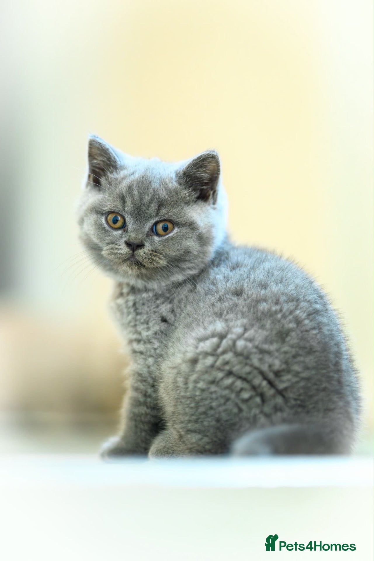 British Shorthair cats Summer’s Over, But Our Flowers Are Blooming 🌸 - Advert 1