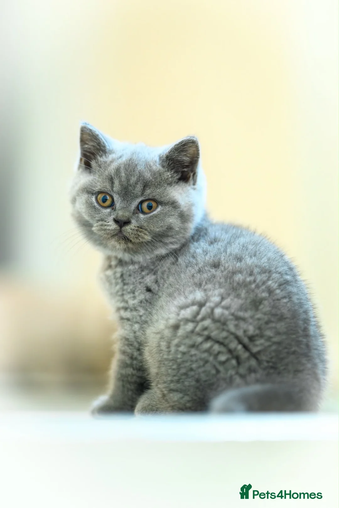 British Shorthair cats for sale: Summer’s Over, But Our Flowers Are Blooming 🌸 - Advert 1