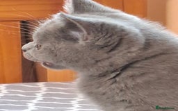 British Shorthair cats for sale: British Blue Short-hair 4 kittens for sale  - Image 11