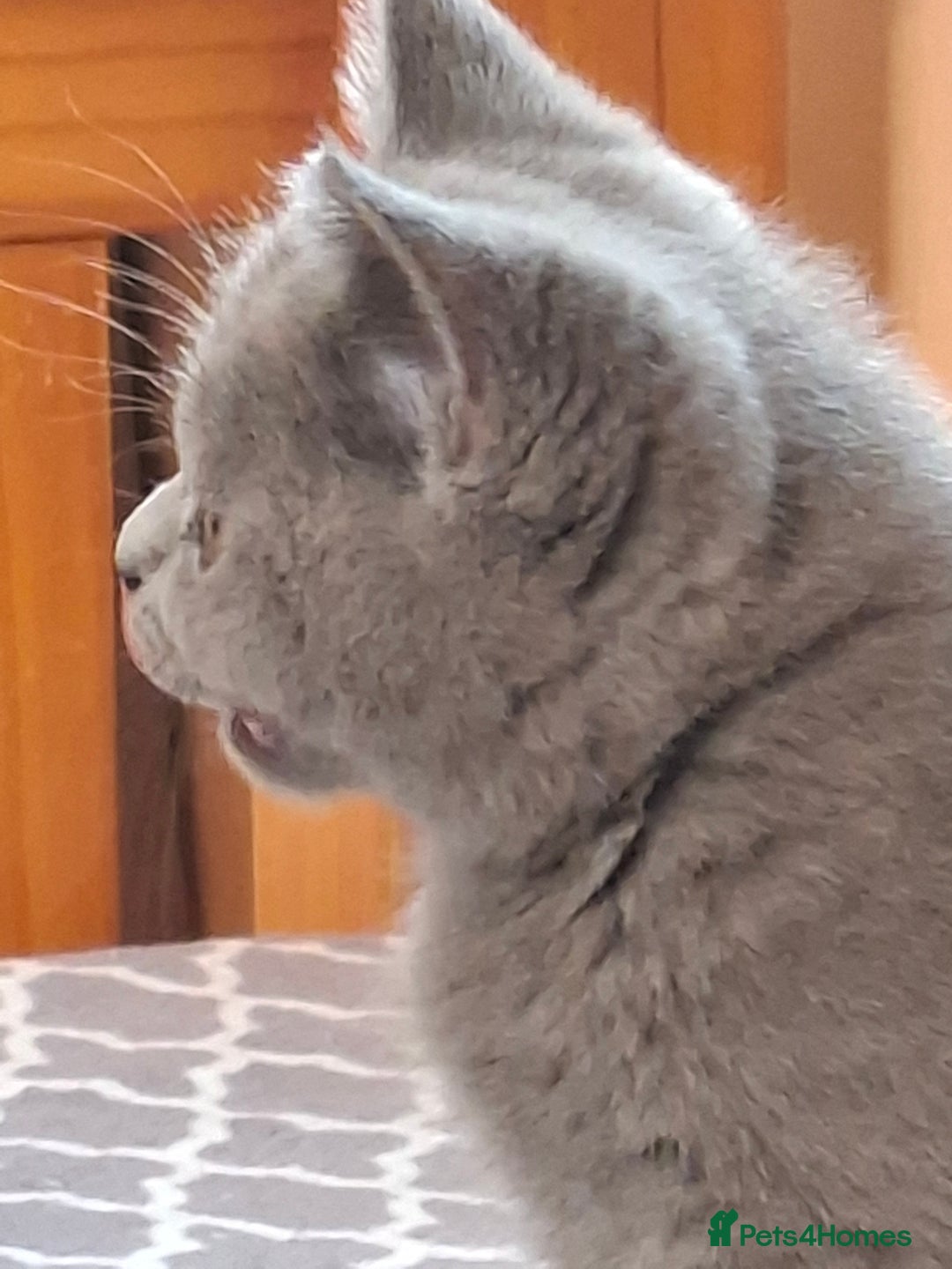 British Shorthair cats for sale: British Blue Short-hair 4 kittens for sale  - Image 11