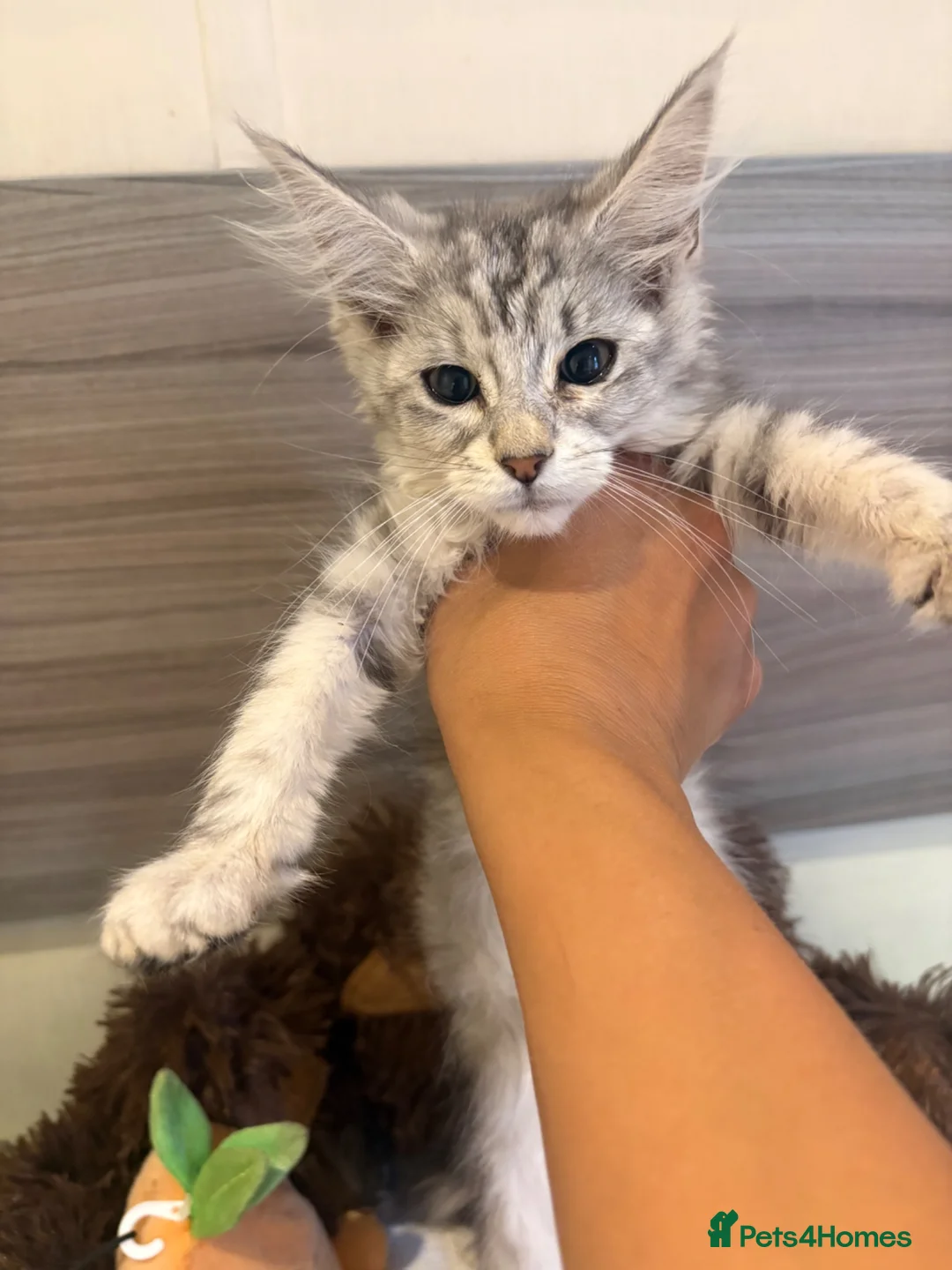 Maine Coon cats for sale: Main coon  in Telford - Advert 8