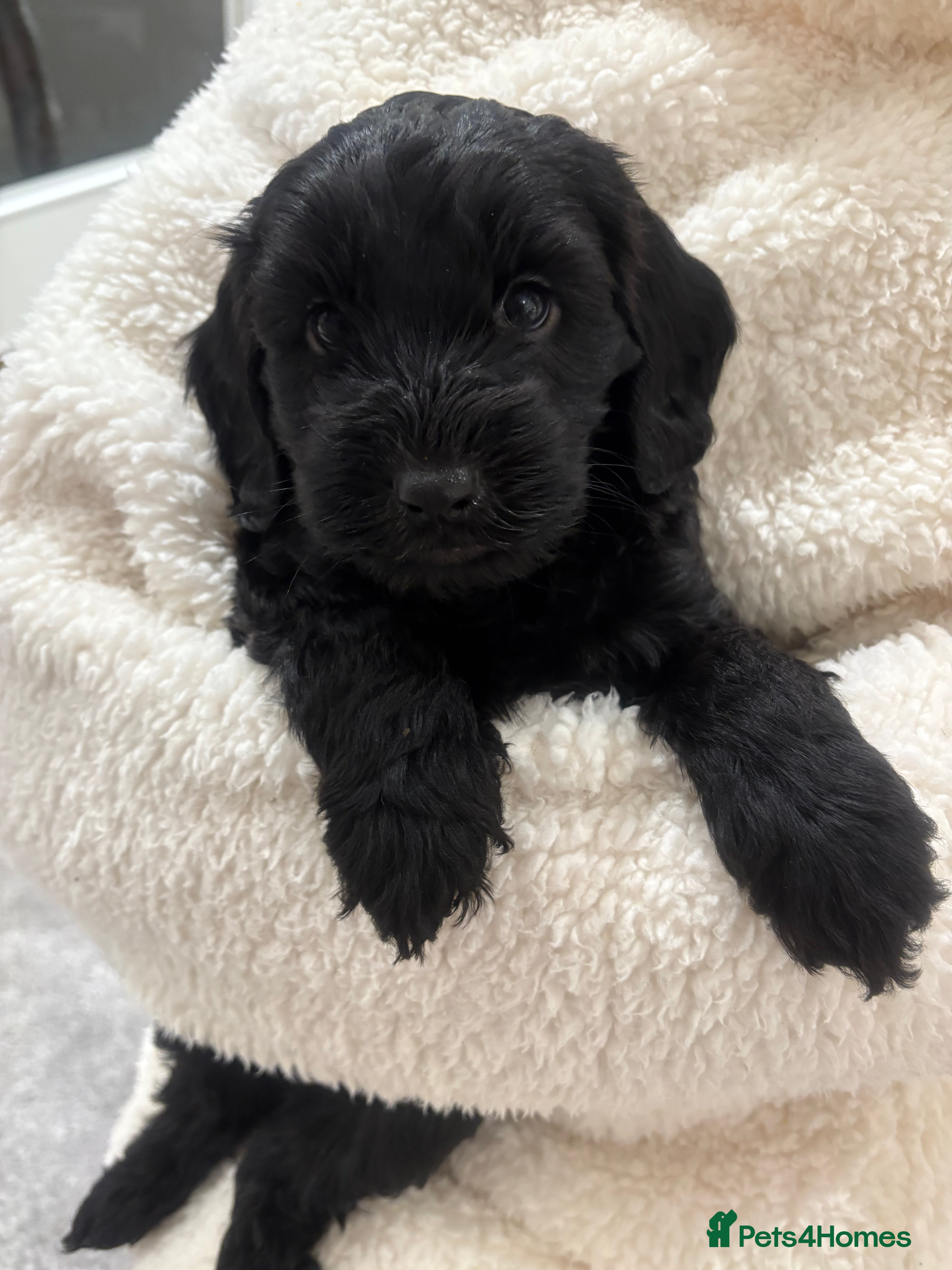 Cockapoo dogs Adorable 6 week old Cockapoo Puppies. - Advert 17