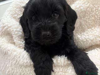 Cockapoo dogs Adorable 6 week old Cockapoo Puppies. - Advert 2