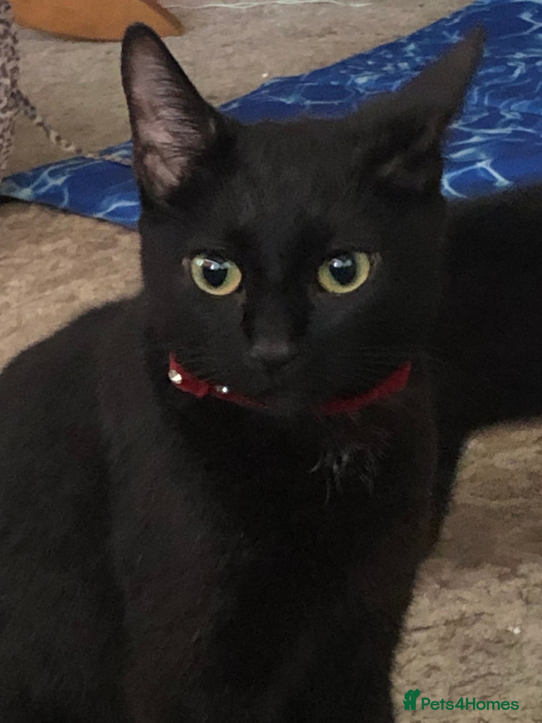 Mixed Breed cats for sale: 4 x male Maine Coon/Siamese mix breed kittens - Image 5