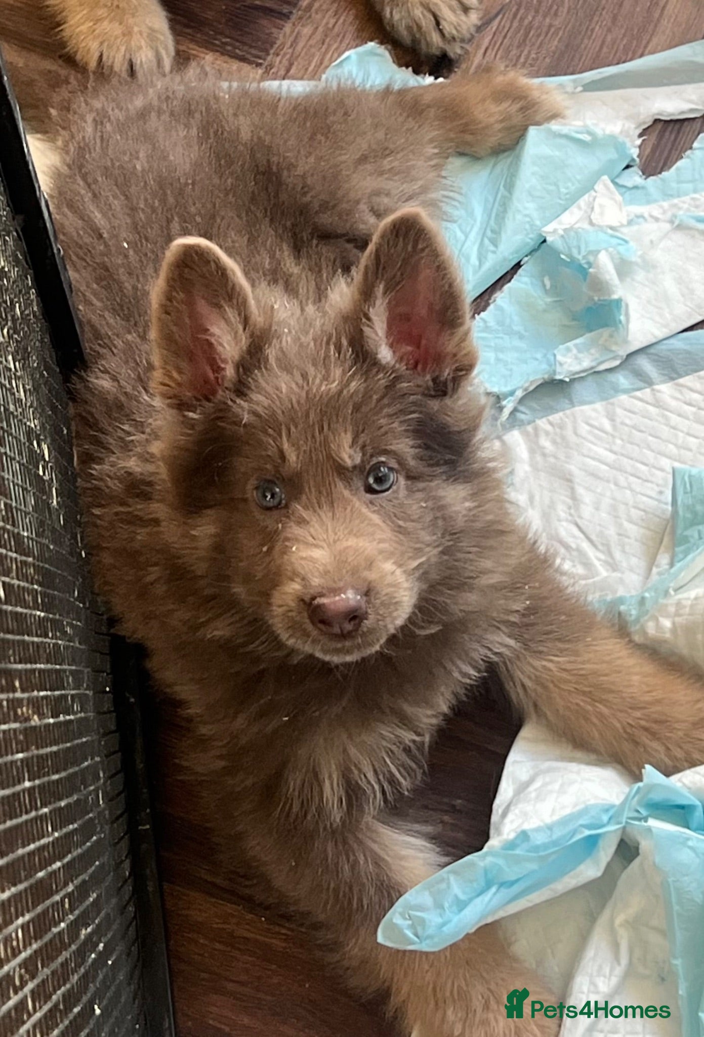 German Shepherd dogs 6 beautiful male German shepherd puppies for sale  - Advert 1