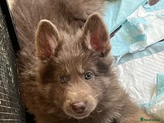 German Shepherd dogs 6 beautiful male German shepherd puppies for sale - Advert 1
