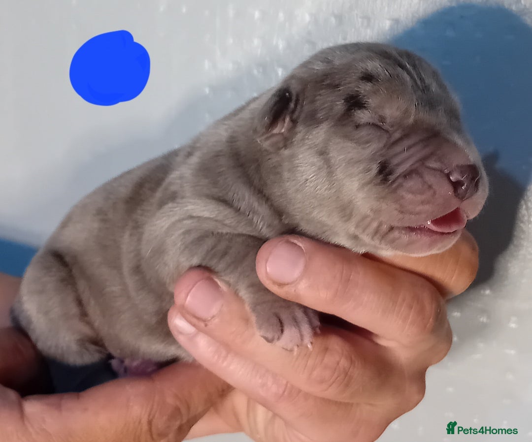 Mixed Breed dogs for sale: Taylors Minidane (Bulldane) Pups Available  - Image 23