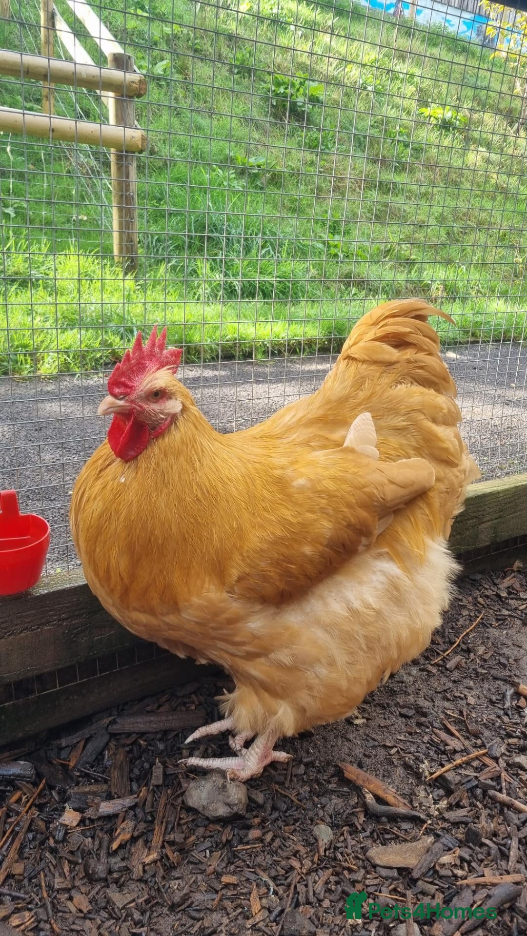 Chickens poultry Buff Orpington Cockerels  - Advert 9