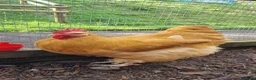 Chickens poultry for sale: Buff Orpington Cockerels  - Advert 1