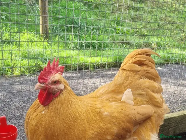 Chickens poultry Buff Orpington Cockerels - Advert 4