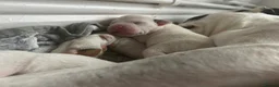 Staffordshire Bull Terrier dogs for sale: Staffordshire bull terrier - Advert 18