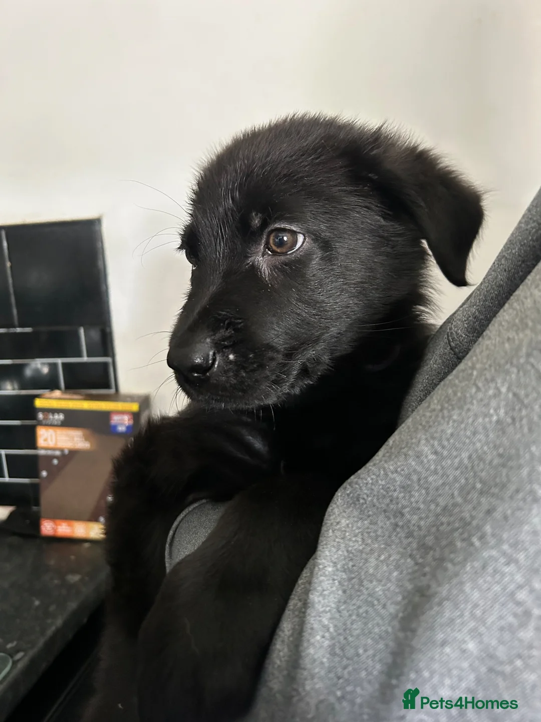 Sheprador dogs for sale: Labrador x German shepherd pups  - Advert 3