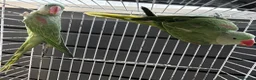 Parrots birds for sale: SEMI TAME AND TALKING BABY ALEXANDRINE PARROTS - Advert 6