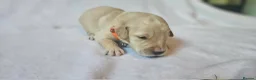 Golden Retriever dogs for sale: KC Registered Show Line Golden Retriever Puppies - Advert 25
