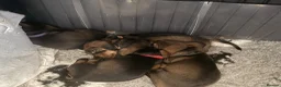 Dachshund dogs for sale: Beautiful Bunch of Standard Dachshund Puppies💐 - Advert 20