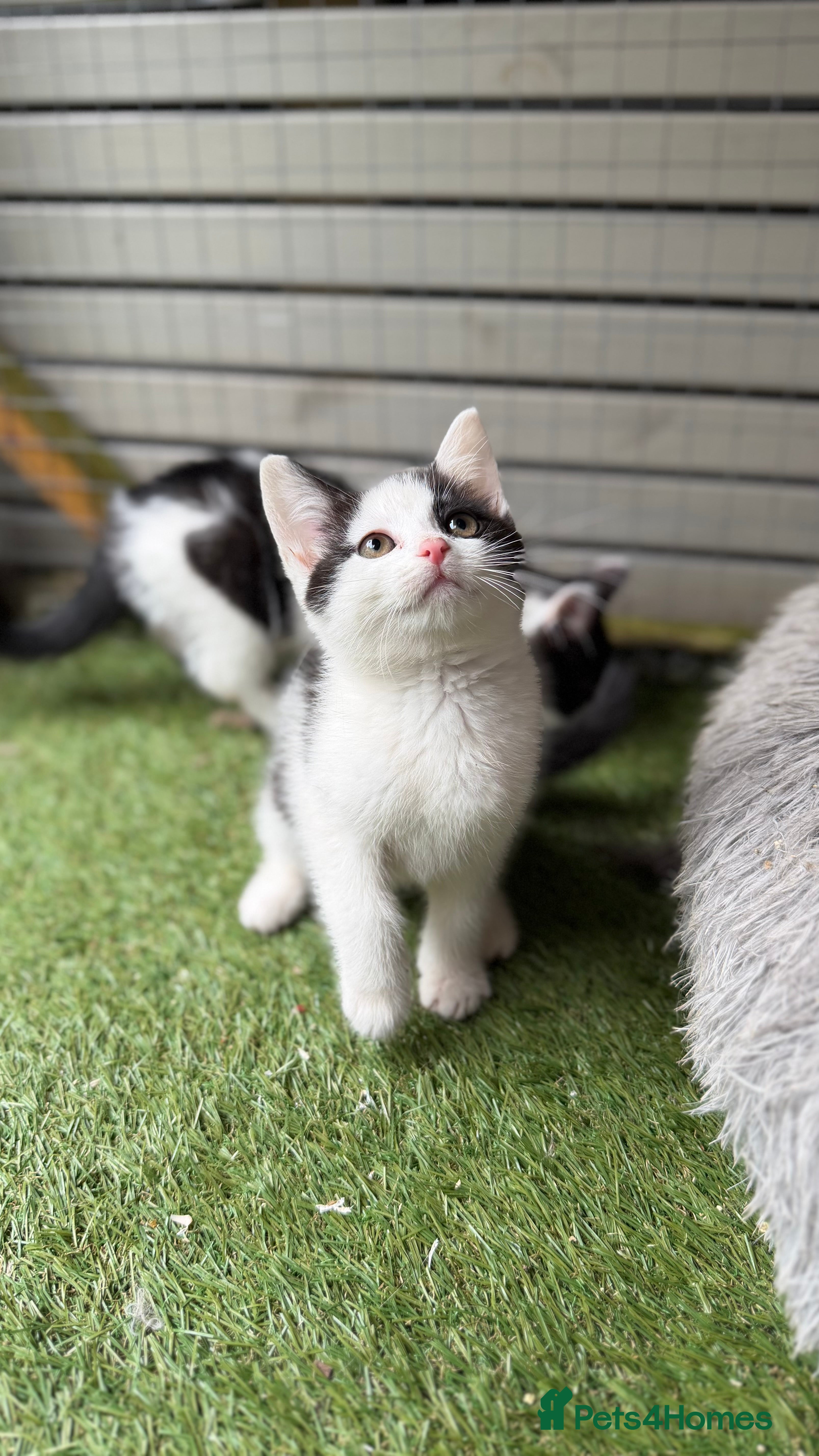 Mixed Breed cats Bsh cross  - Advert 1