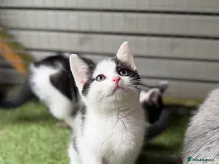 Mixed Breed cats Bsh cross - Advert 1