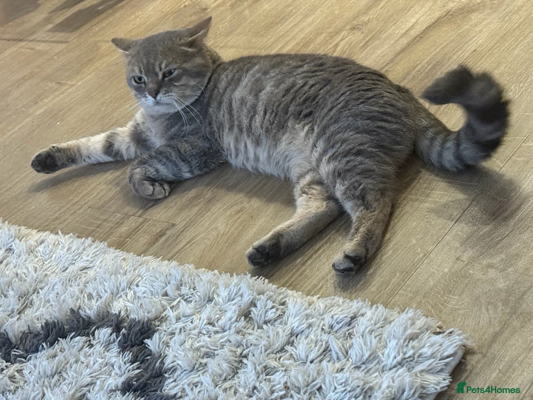 British Shorthair cats for sale: Full BSH kittens ready to leave now, 14 weeks old - Image 40
