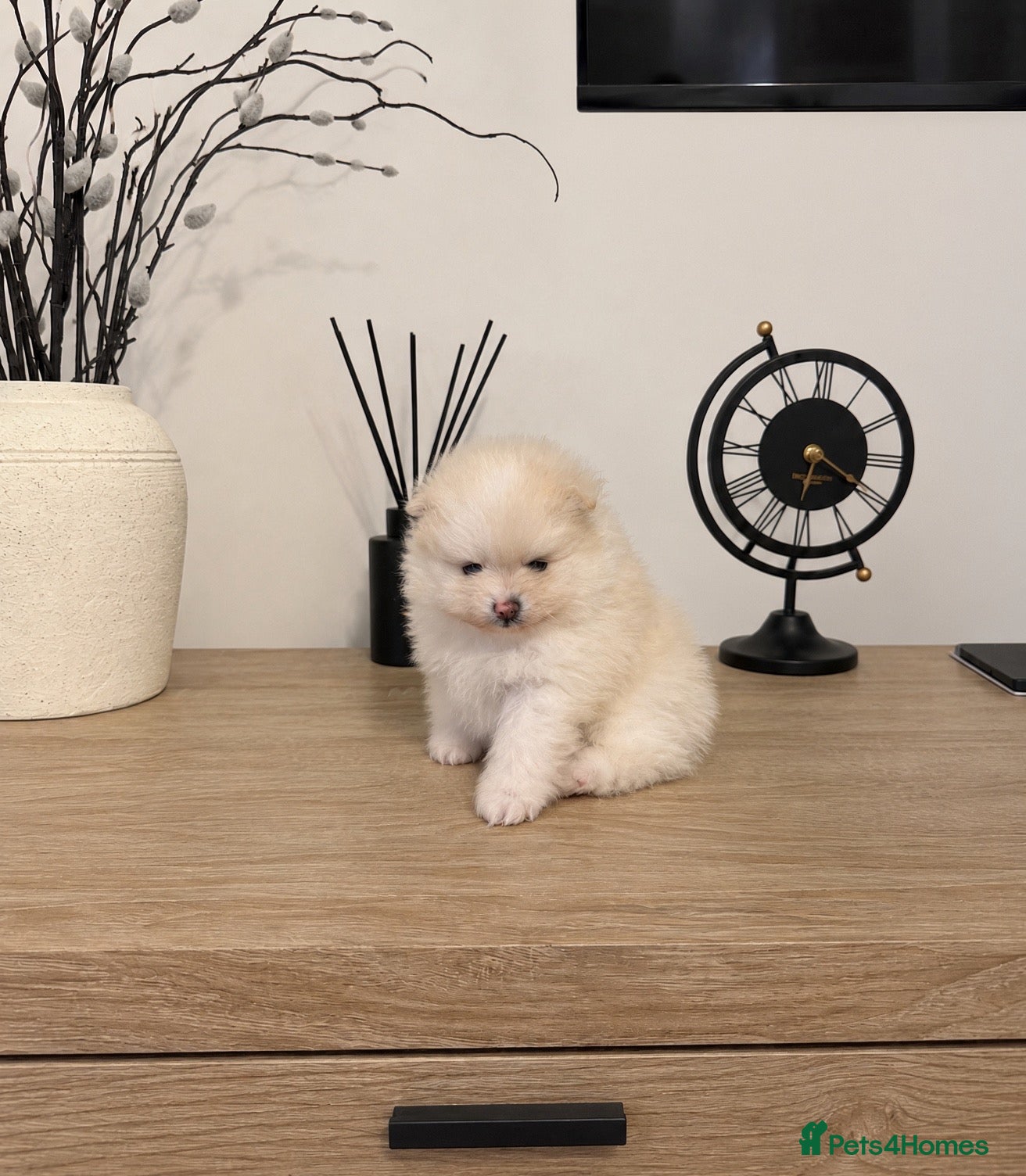 Pomeranian dogs Beautiful KC registered Pomeranian puppies - Advert 4