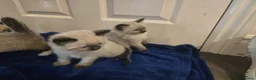 Ragdoll cats for sale: Colour point kittens  - Advert 21