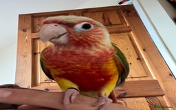 Conures birds for sale: mimi5 - Image 3