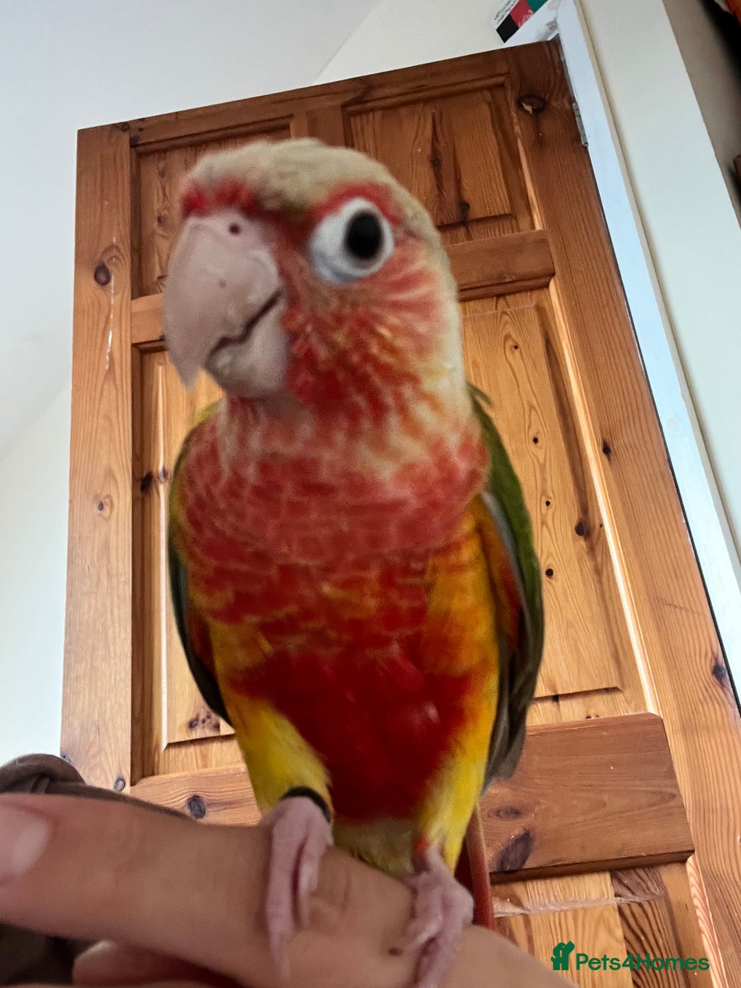 Conures birds for sale: mimi5 - Image 3