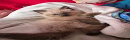 Mixed Breed cats for sale: 🐾  Bengdoll Kittens Bengal mum Ragdoll dad - Advert 15