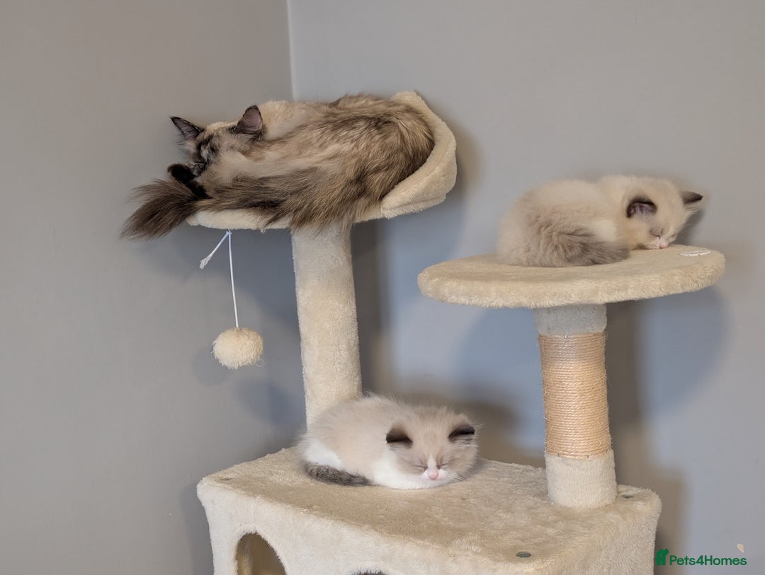 Ragdoll cats for sale: Two beautiful female ragdoll kittens - Image 5