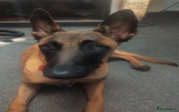 Belgian Shepherd Dog dogs for sale: Belgian malinois  - Advert 6