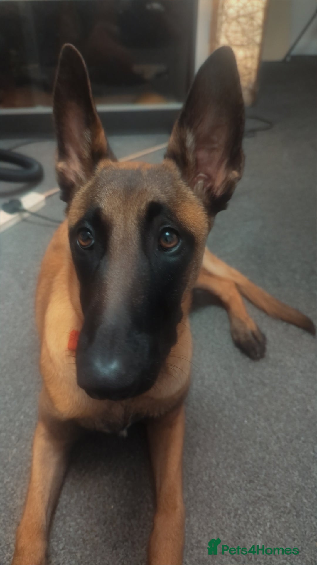 Belgian Shepherd Dog dogs for sale: Belgian malinois  - Advert 6