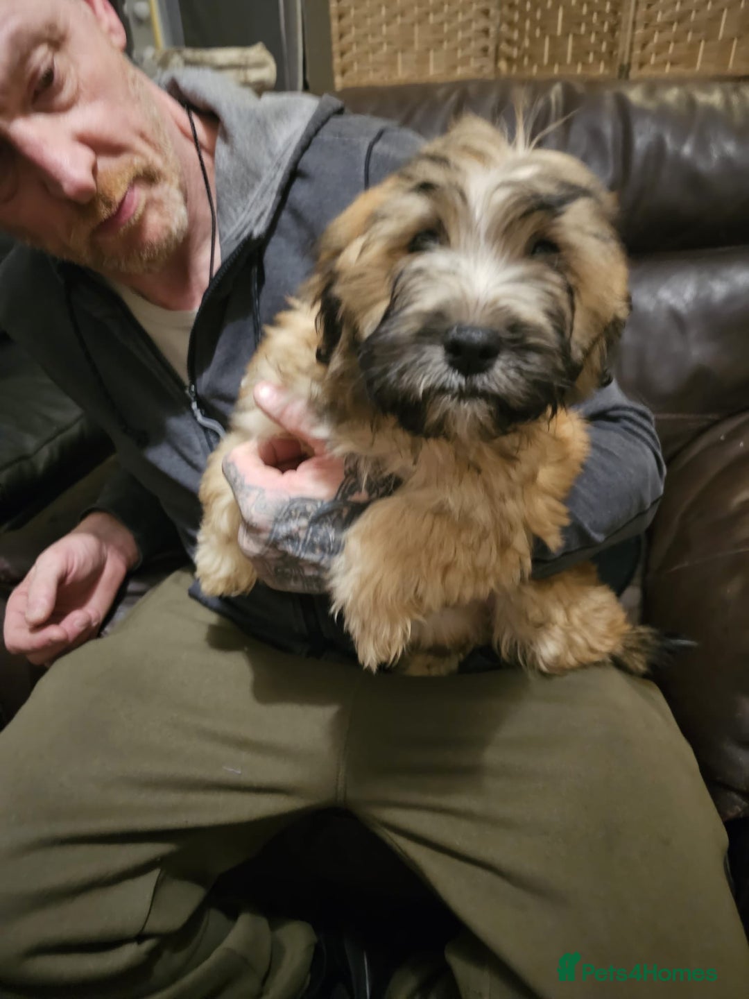 Mixed Breed dogs for sale: Cavapoo cross puppy  - Advert 7