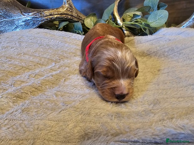 Cockapoo dogs Cockapoo puppies for sale - Advert 4