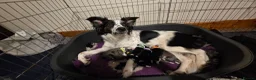 Mixed Breed dogs for sale: Borderpap puppies - Advert 10