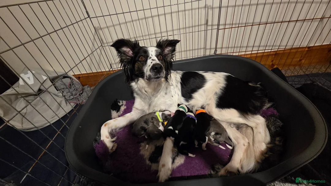 Mixed Breed dogs for sale: Borderpap puppies - Advert 10