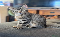 Bengal cats for sale: Bengal X Ragdoll - Image 3