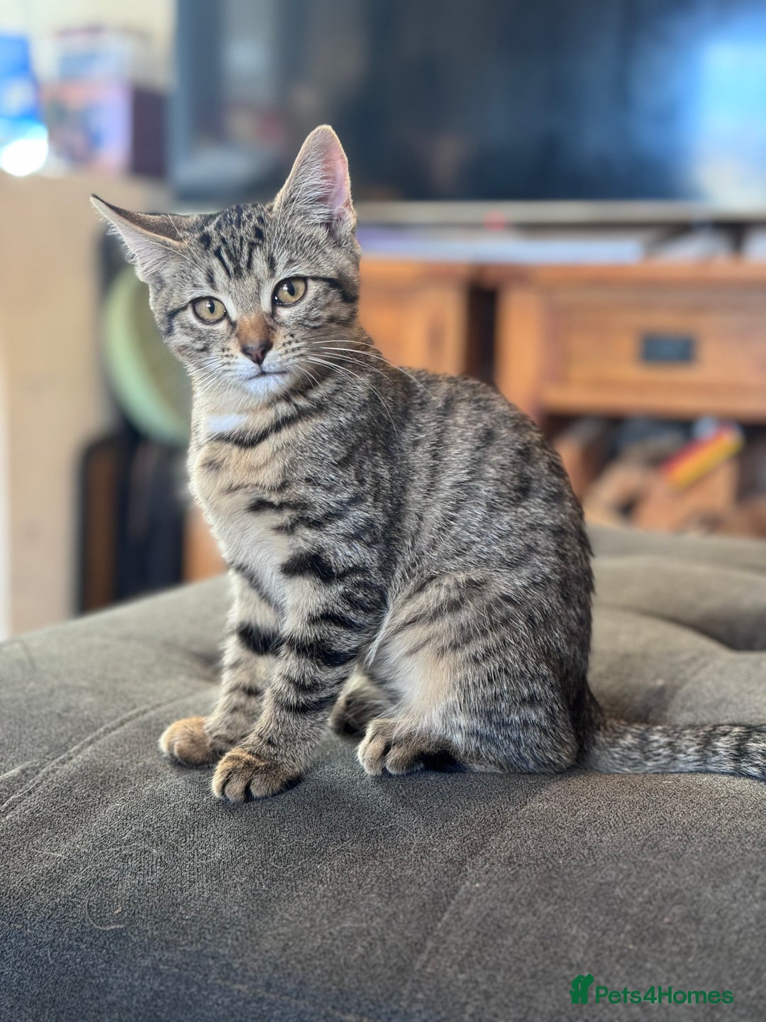 Bengal cats for sale: Bengal X Ragdoll - Image 3