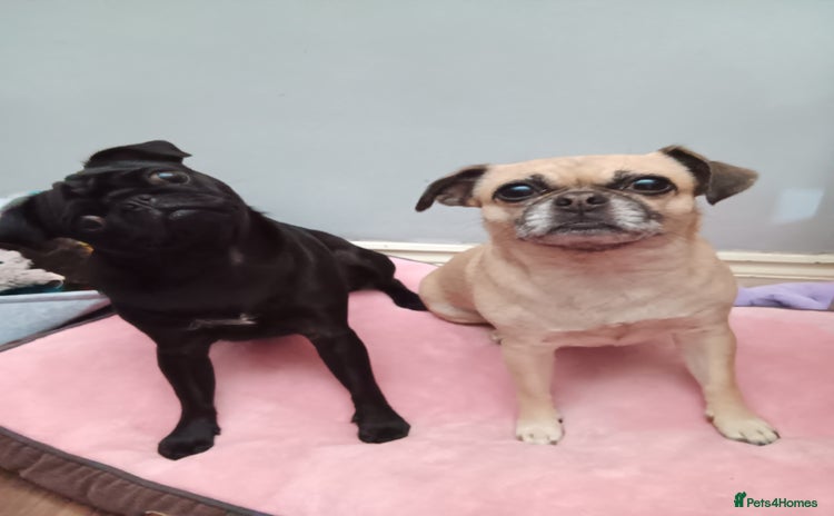 Mixed Breed dogs - Advert 10