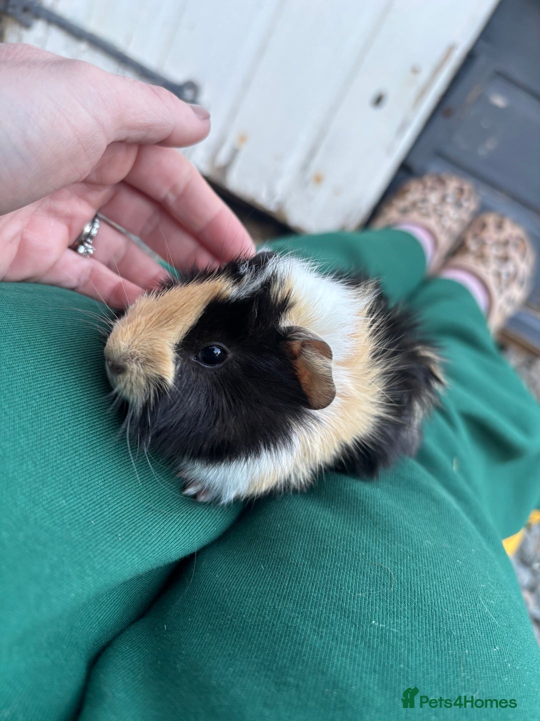 Guinea Pig rodents for sale: 2 beautiful male guinea pig babys - Advert 2