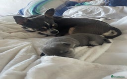 Chihuahua dogs for sale: Purebred chihuahua puppies - Image 2
