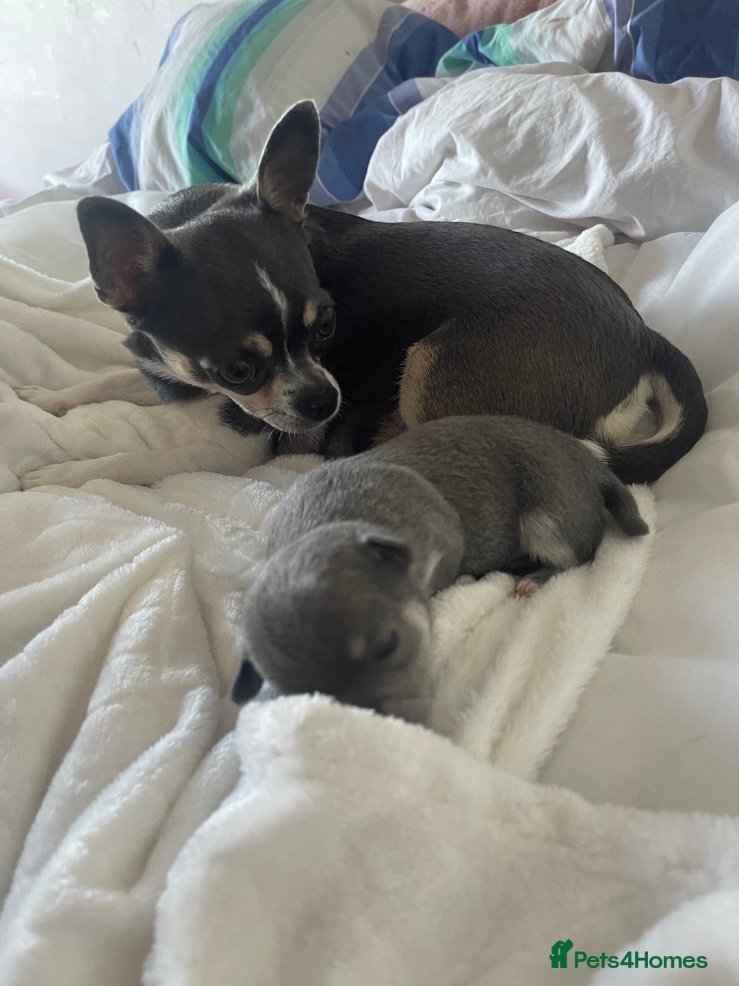 Chihuahua dogs for sale: Purebred chihuahua puppies - Image 2