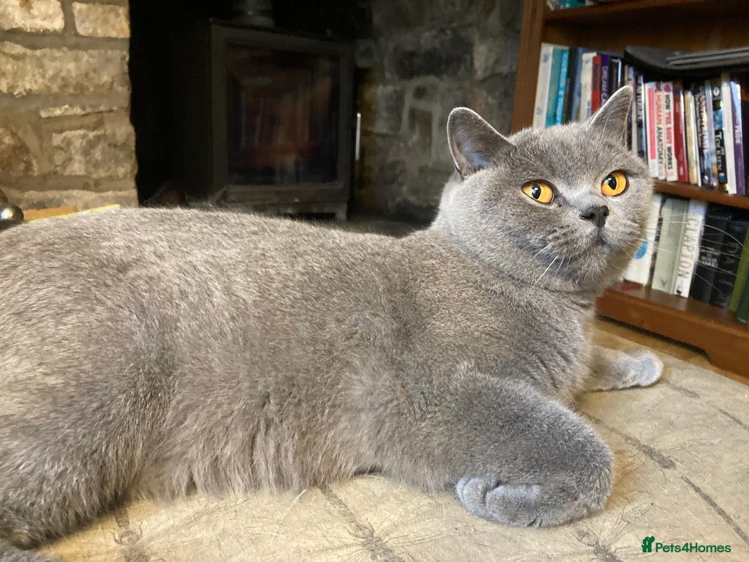 British Shorthair cats for sale: ⭐️Ready 8th Dec⭐️1 left.British Shorthair X Cross - Advert 14
